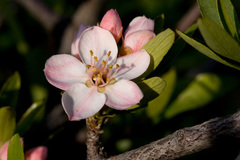 Peraphyllum ramosissimum