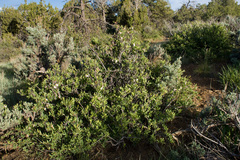 Peraphyllum ramosissimum