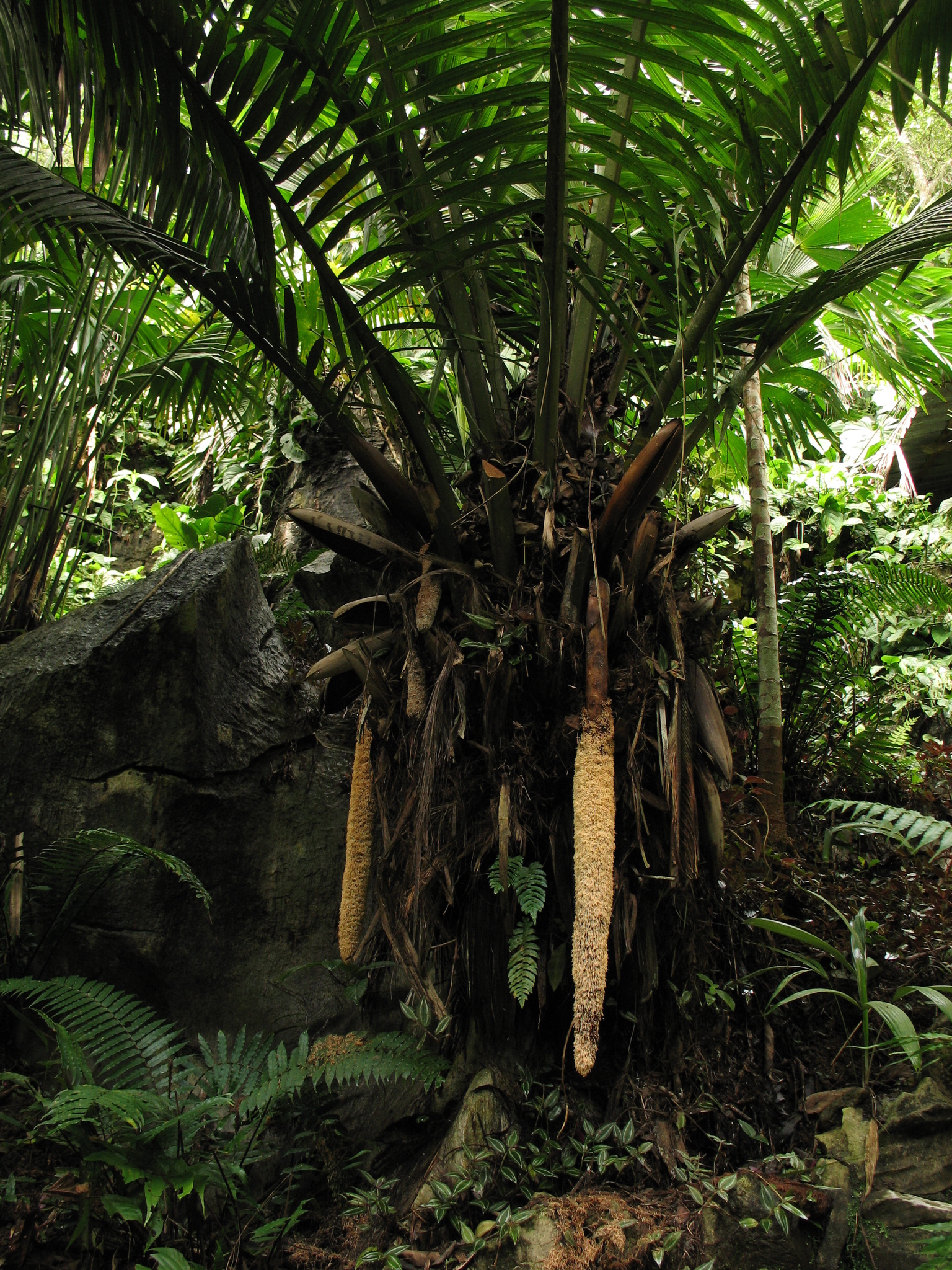 Phytelephas