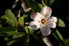 Peraphyllum ramosissimum