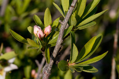 Peraphyllum ramosissimum