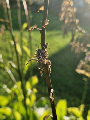 Cross Orbweaver