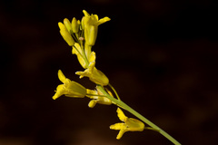 Sisymbrium linifolium