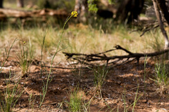 Sisymbrium linifolium