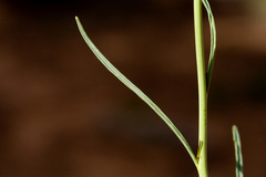 Sisymbrium linifolium