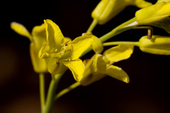 Sisymbrium linifolium