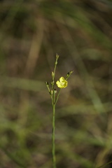 Linum medium