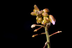 Boechera pseudoconsanguinea
