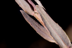 Boechera pseudoconsanguinea