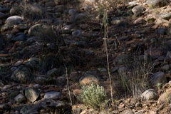 Boechera pseudoconsanguinea