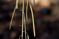 Boechera pseudoconsanguinea