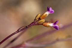 Boechera quadrangulensis