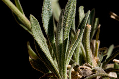 Boechera quadrangulensis