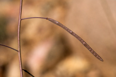 Boechera quadrangulensis