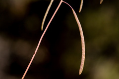 Boechera quadrangulensis