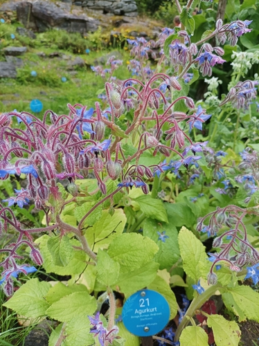 Borage