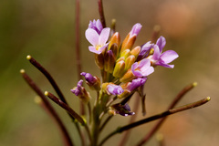 Boechera austromontana