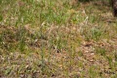 Boechera austromontana