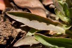 Boechera austromontana