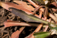 Boechera austromontana