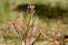 Boechera austromontana