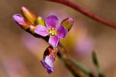 Boechera austromontana