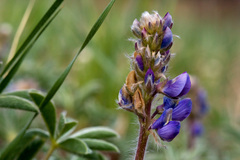 Lupinus kingii