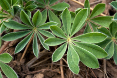 Lupinus kingii