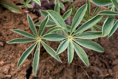 Lupinus kingii