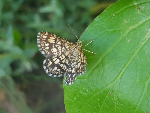 Latticed Heath
