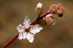 Lithophragma tenellum