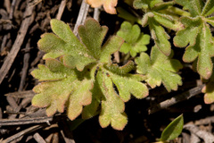 Lithophragma tenellum