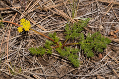 Lomatium grayi