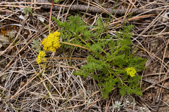 Lomatium grayi
