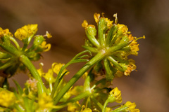 Lomatium grayi