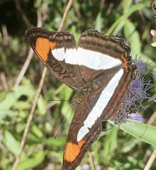Adelpha zea