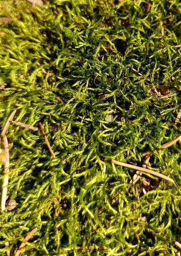 Sciuro-hypnum reflexum observed 2026-07-30