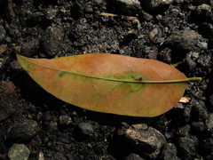 Uribea tamarindoides
