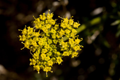 Cymopterus hallii