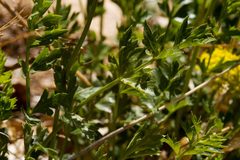 Cymopterus hallii