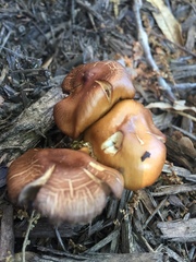 Galerina marginata