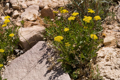 Cymopterus hallii