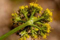 Cymopterus hallii