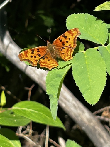 Satyr Comma