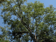 Uribea tamarindoides