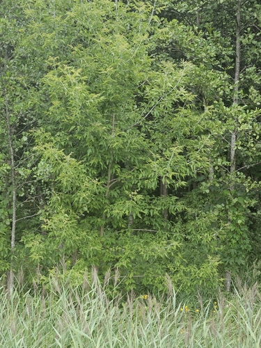 box elder
