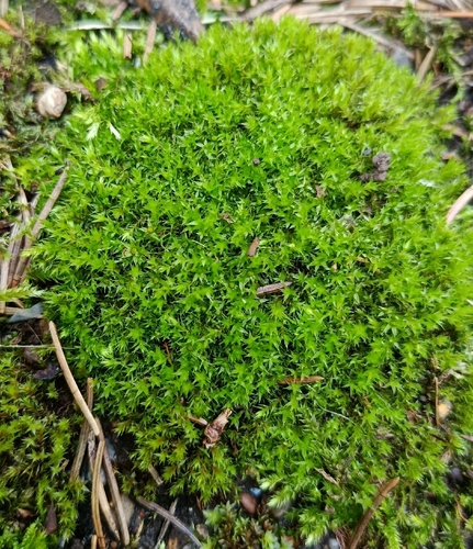 Pohlia nutans observed 2026-07-30
