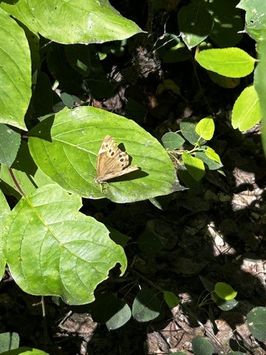 Northern Pearly-eye