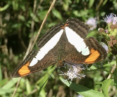 Adelpha zea