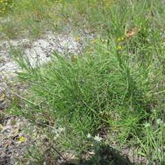 Vernonia lindheimeri